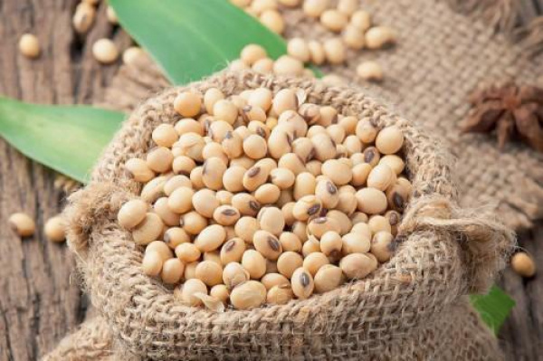 Togolese authorities improve traceability to boost soybean export revenues