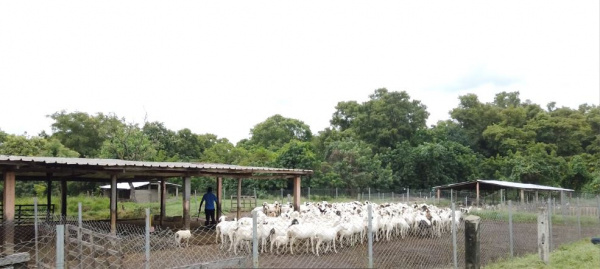 Au Togo, le Crash à l’avant-poste de la filière ovins-caprins
