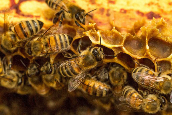 Bee Farming: Honey and wax output grew significantly in 2018-2019