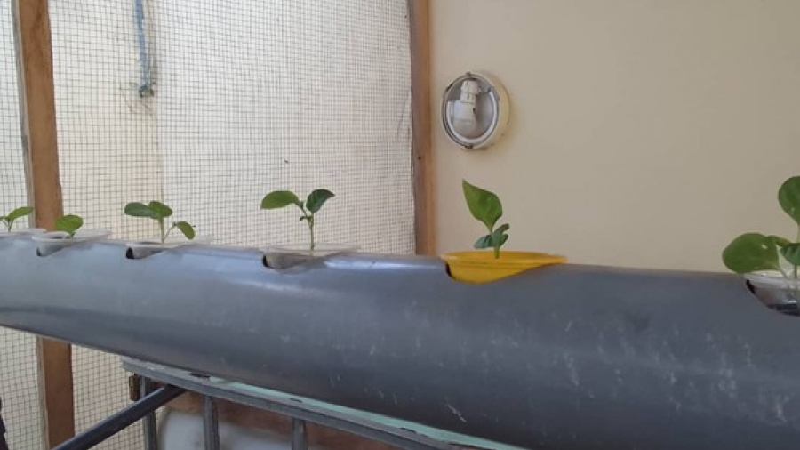 Aquaponie du Togo : deux chercheuses togolaises misent sur l'agriculture hors-sol face aux d&eacute;fis climatiques