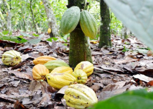 Togo : 22 milliards FCFA &agrave; mobiliser pour relancer les fili&egrave;res caf&eacute; et cacao