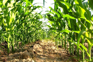 Campagne agricole 2018-2019&nbsp;: les intrants subventionn&eacute;s s&rsquo;&eacute;l&egrave;vent &agrave; 46 000 tonnes (+53%)