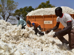 Cotton exports from Togo generated CFA63 billion in 2019