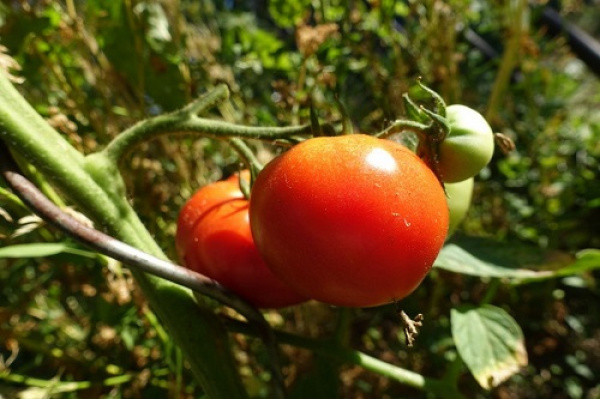 Togo is, in West Africa, the leading exporter of organic products to the European Union