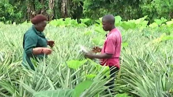 Togo counts more than 36,000 organic farmers – FIBL