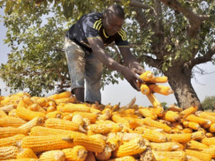 Grain production remains strong despite covid-19