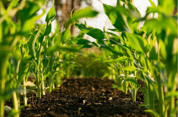 ECOWAS: Lomé to host a major meeting on soil fertility and fertilizer use in two weeks