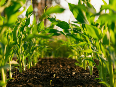 ecowas-lome-to-host-a-major-meeting-on-soil-fertility-and-fertilizer-use-in-two-weeks