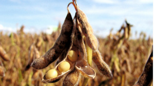 Togo crop exports fall sharply in Q3 2025, livestock sector shows recovery