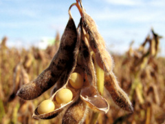 Togo crop exports fall sharply in Q3 2025, livestock sector shows recovery