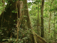 Togo set to restore 35,000 hectares of forest lands in 2020