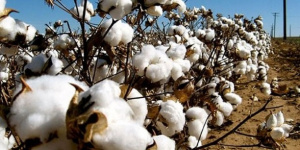 Togo: South Plateaux Regions Produced 16,000 t of cottons in 2023-2024 Campaign
