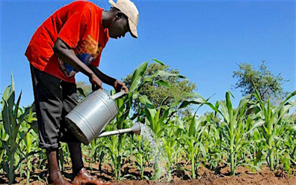 Togo : le gouvernement crée l’Agence Education-Développement pour mieux coordonner l’essor des filières agricoles