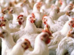 Togo: Poultry output exceeded 35 million heads in 2023