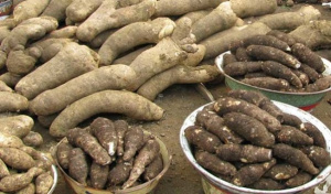 Togo : nouvelle hausse de pr&egrave;s de 8% de la production de tubercules