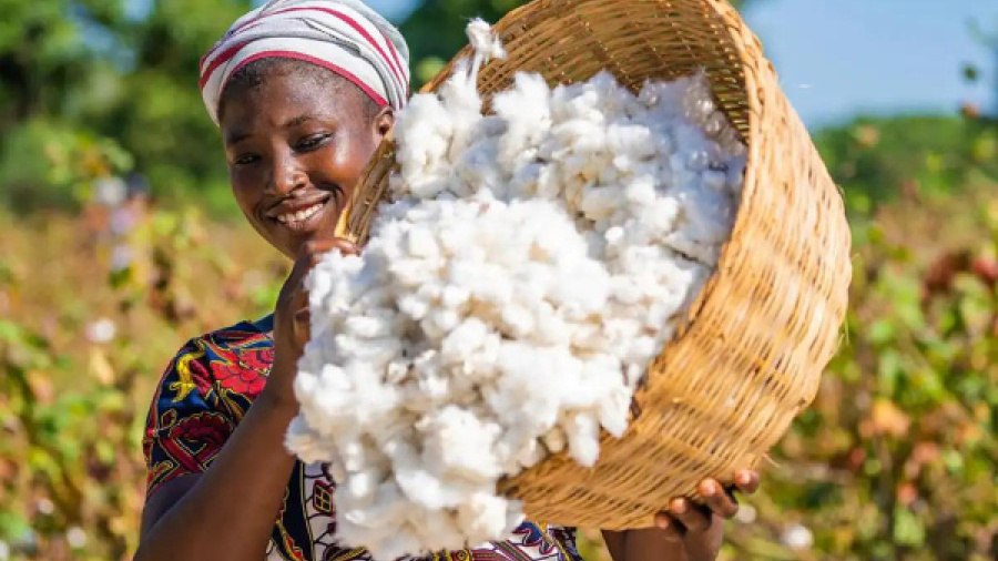 togo-s-maritime-region-eyes-10-000-tonnes-to-reclaim-its-place-in-the-cotton-industry