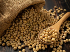 Togo’s organic soybean exports to the EU surged by 115% in 2019