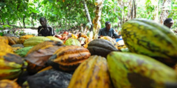 Togo : les acteurs de la filière café-cacao appelés à s&#039;enregistrer pour la campagne 2020-2021