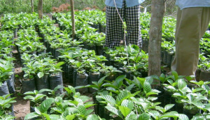 WACA ResIP : appui &agrave; la restauration des sols dans la commune Vo 3