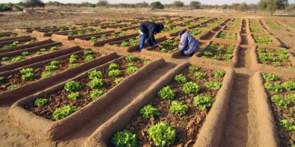 Transition agro-écologique: l’ARAA-CEDEAO subventionne 15 projets dont les coûts varient entre 240 474 et 305 000 euros