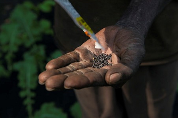 Togo : des appels à protéger les semences locales face aux OGM et renforcer la veille stratégique
