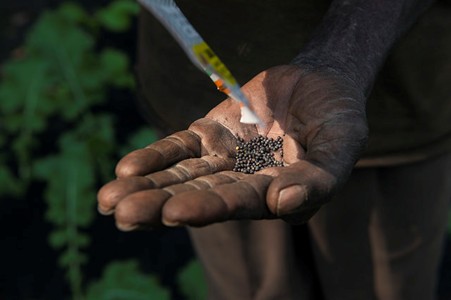 Togo : des appels à protéger les semences locales face aux OGM et renforcer la veille stratégique