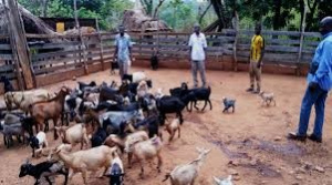 Togo adopts 2025&ndash;2030 plan to curb PPR and protect livestock income