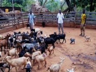 togo-adopts-2025-2030-plan-to-curb-ppr-and-protect-livestock-income