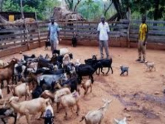 Togo adopts 2025–2030 plan to curb PPR and protect livestock income