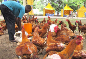 Fili&egrave;re animale : le Paeij-sp recherche 400 jeunes entrepreneurs &agrave; accompagner dans les Savanes et la Kara