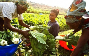 L'Agence de promotion et de d&eacute;veloppement des agropoles au Togo va &ecirc;tre bient&ocirc;t op&eacute;rationnelle