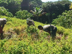 Togo Reviews FAO-Supported Rural Projects on Restoration and Agroecology