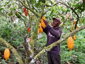 Le CIRAD, une agence fran&ccedil;aise de recherche agronomique, veut renouer ses relations avec le Togo