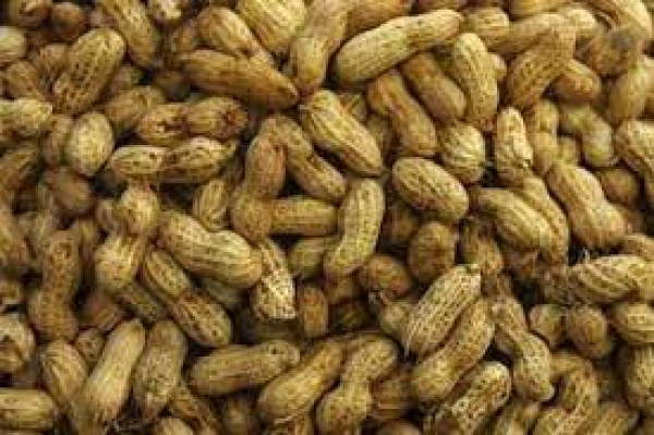 Togo: de nouvelles variétés introduites pour booster la filière arachide