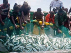 Togo Suspends Artisanal and Industrial Fishing