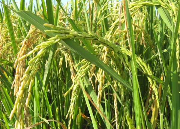 Togo gets an agency to promote creation and development of agropoles