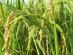 Togo gets an agency to promote creation and development of agropoles