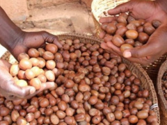 Togo Suspends Shea Nut Exports to Boost Local Processing