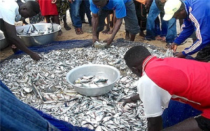 Togo: l&rsquo;ISMA propose un Master en Aquaculture, P&ecirc;che et Transformation des Produits Halieutiques