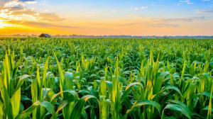 Togo: BOAD Approves CFA30 Billion Additional Financing for Agropole Project