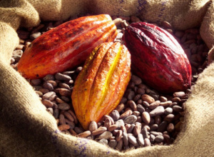 AFD opens green funding for Togo’s cocoa cooperatives