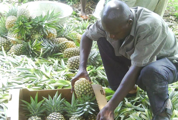 Local firm secures €2.6M to produce top-quality natural pineapple juice