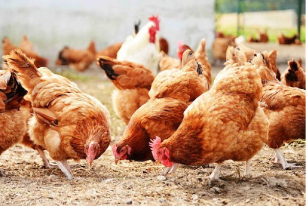 Togo to host, for a second time, the pan-African Poultry Conference, in May this year