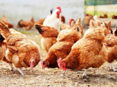 togo-to-host-for-a-second-time-the-pan-african-poultry-conference-in-may-this-year