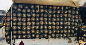 Togo&nbsp;: les chiffres-cl&eacute;s de la fili&egrave;re Ananas