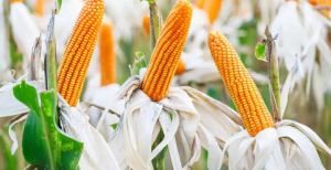 Pr&eacute;fecture des Lacs : quelques r&eacute;sultats de la campagne agricole 2023-2024