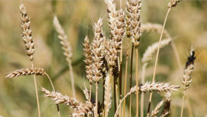 Togo : Objectif de production de 10 000 tonnes de fonio d'ici &agrave; 2028