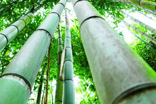 Togo among top 20 African bamboo producers