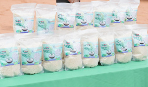 Le riz de Kovié, premier produit togolais à obtenir une Indication géographique protégée