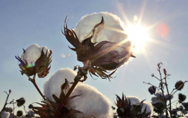 Cotton : Savannah region aims to remain Togo’s leading producer for 2018/19 season